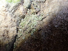 Chaenotheca furfuracea