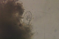 Euglypha