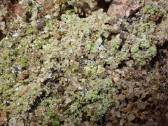 Chaenotheca furfuracea