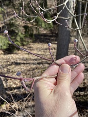 Cornus sericea sericea