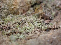 Chaenotheca furfuracea