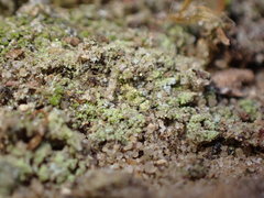 Chaenotheca furfuracea