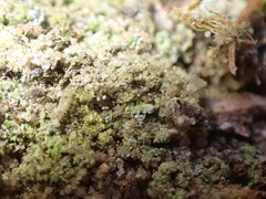 Chaenotheca furfuracea