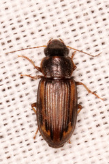 Platymetopus figuratus