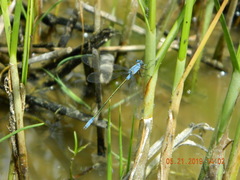 Lestes macrostigma