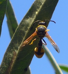 Eumenes crucifera