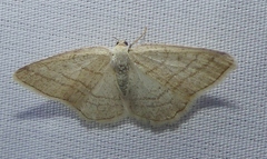 Protitame subalbaria