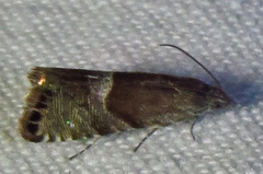 Sereda tautana