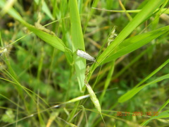 Chrysocramboides craterella