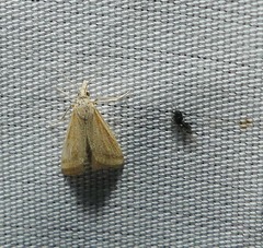 Microtheoris ophionalis