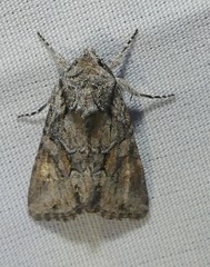 Lacinipolia acutipennis