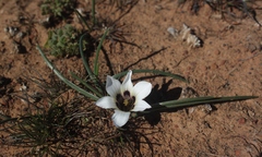 Romulea luteoflora