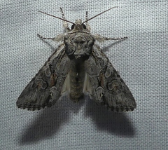Lacinipolia acutipennis