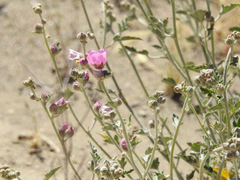 Sphaeralcea mendocina