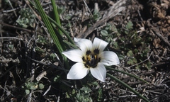 Romulea luteoflora