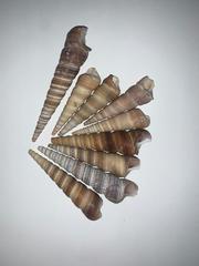Turritella