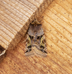 Cerastis enigmatica