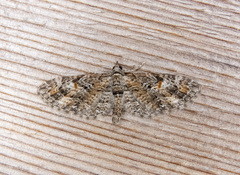 Eupithecia graefii