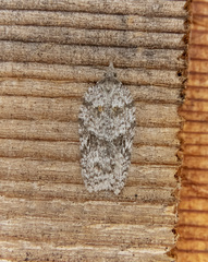 Acleris maximana