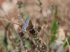 Pseudophilotes panoptes