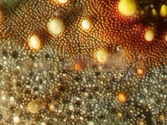 Zenopontonia noverca