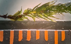 Sciuro-hypnum populeum