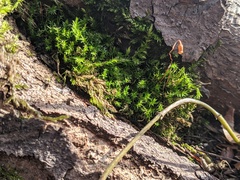 Sciuro-hypnum populeum