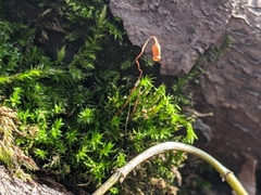 Sciuro-hypnum populeum