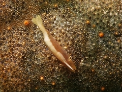 Zenopontonia soror