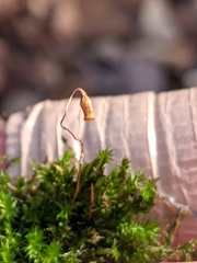 Sciuro-hypnum populeum