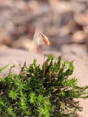 Sciuro-hypnum populeum