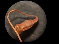 Sciuro-hypnum populeum