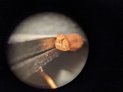 Sciuro-hypnum populeum