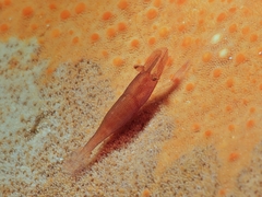 Zenopontonia soror