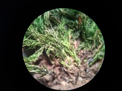 Sciuro-hypnum populeum