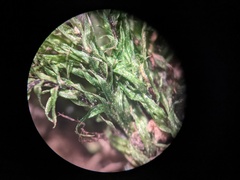 Sciuro-hypnum populeum