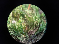 Sciuro-hypnum populeum