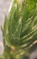 Sciuro-hypnum populeum