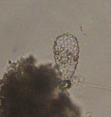 Euglypha