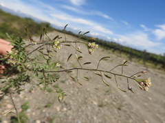 Descurainia erodiifolia