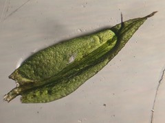 Sciuro-hypnum populeum