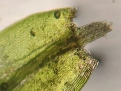 Sciuro-hypnum populeum