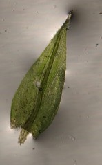 Sciuro-hypnum populeum