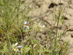 Solanum tweedianum