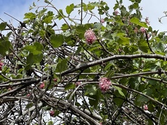 Ribes malvaceum malvaceum