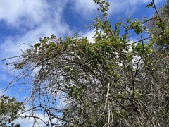 Ribes malvaceum malvaceum
