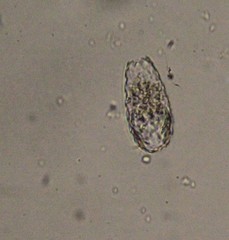 Euglypha