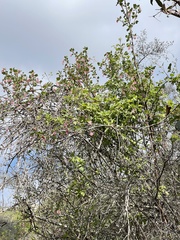 Ribes malvaceum malvaceum