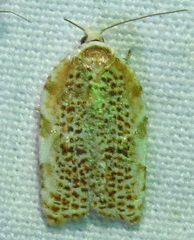 Acleris cervinana