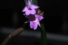 Dimerandra buenaventurae